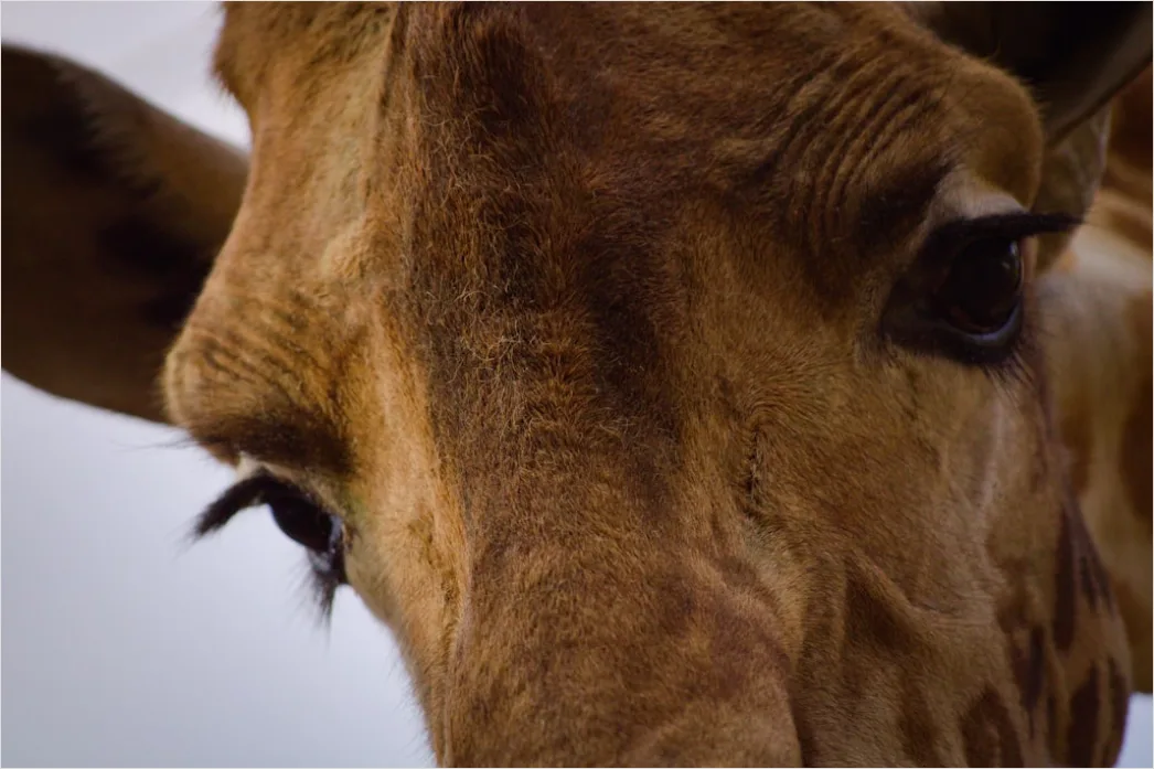 Detail Giraffe Porträt Lange Wimpern Nahaufnahme Number 11