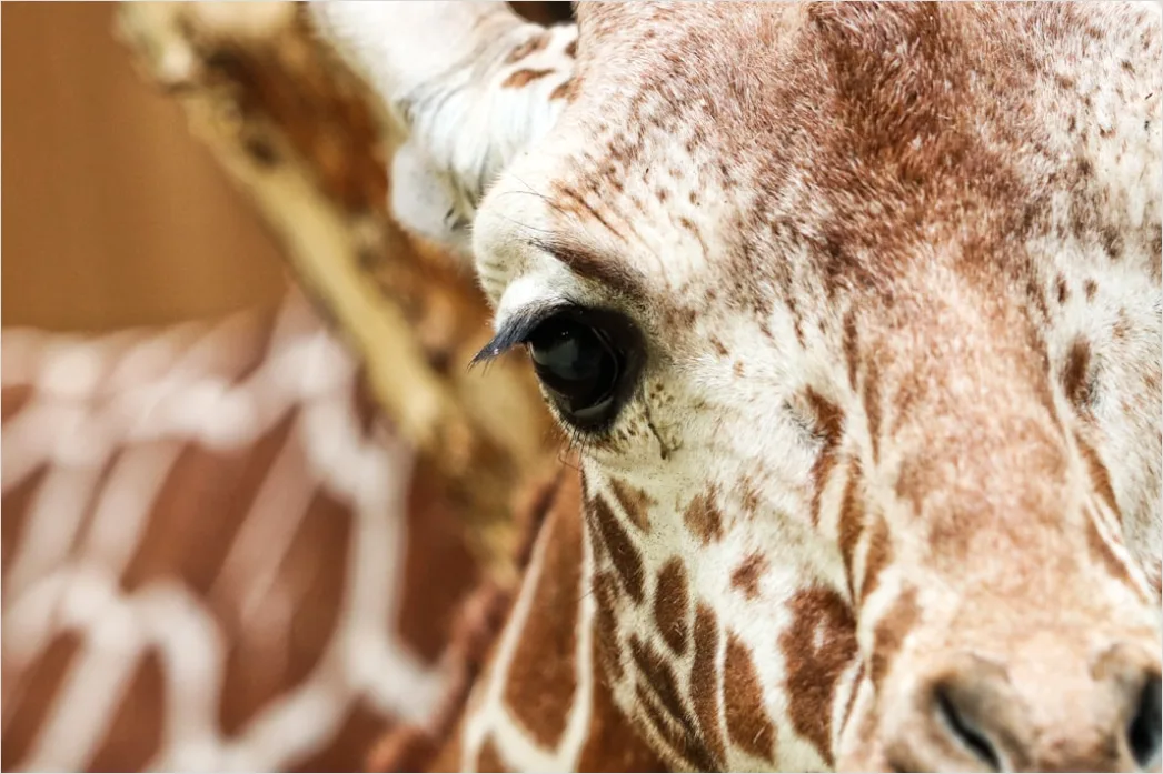 Detail Giraffe Porträt Lange Wimpern Nahaufnahme Number 12