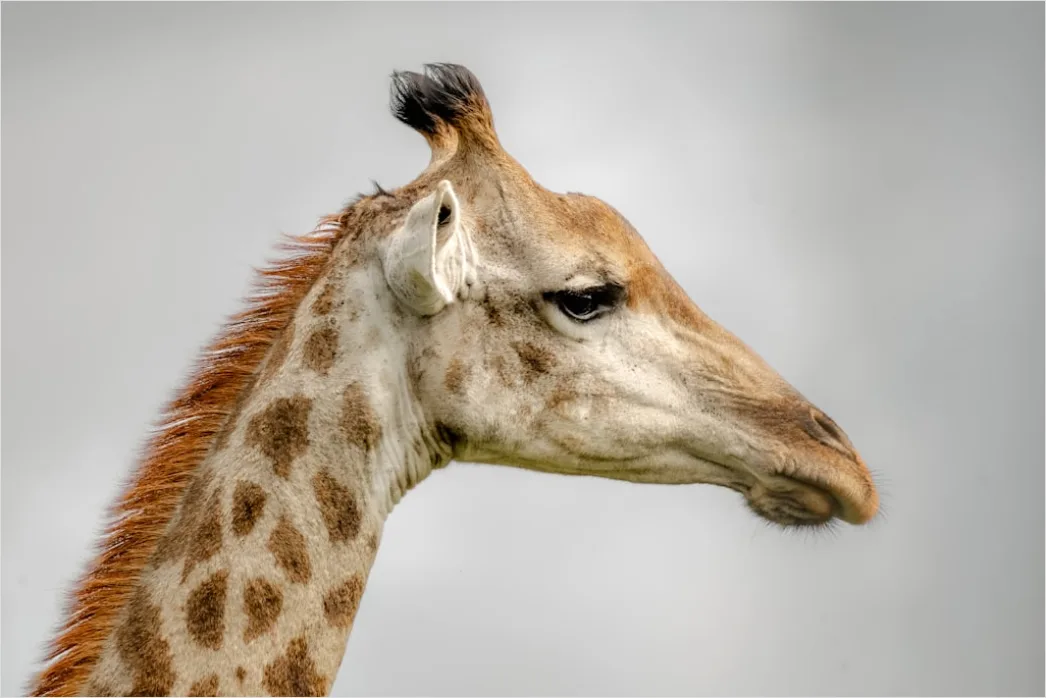 Detail Giraffe Porträt Lange Wimpern Nahaufnahme Number 13