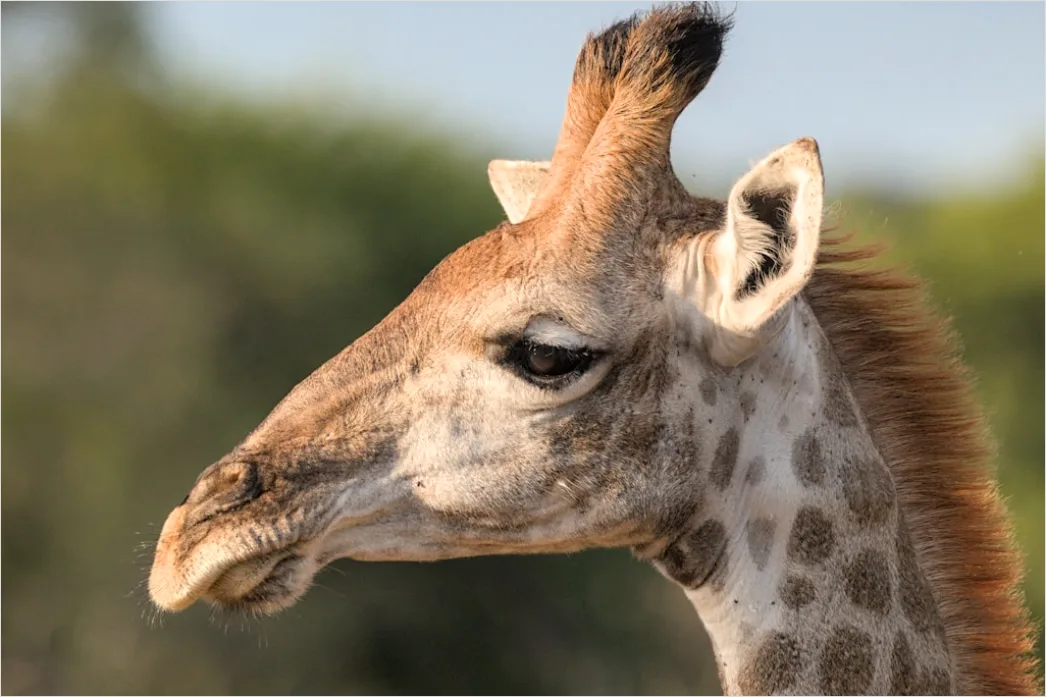 Detail Giraffe Porträt Lange Wimpern Nahaufnahme Number 14
