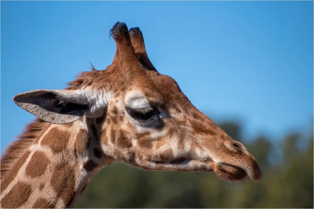 Detail Giraffe Porträt Lange Wimpern Nahaufnahme Number 15
