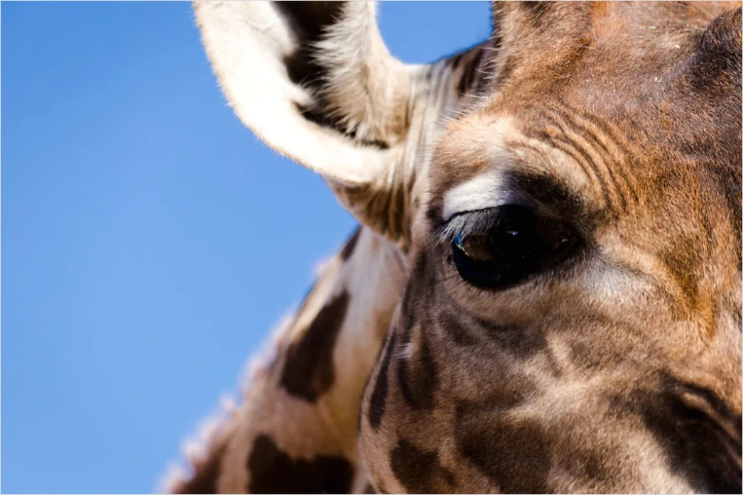 Detail Giraffe Porträt Lange Wimpern Nahaufnahme Number 16