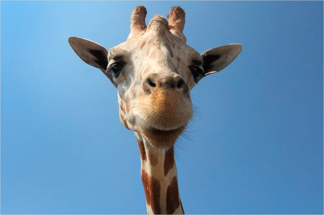 Detail Giraffe Porträt Lange Wimpern Nahaufnahme Number 17