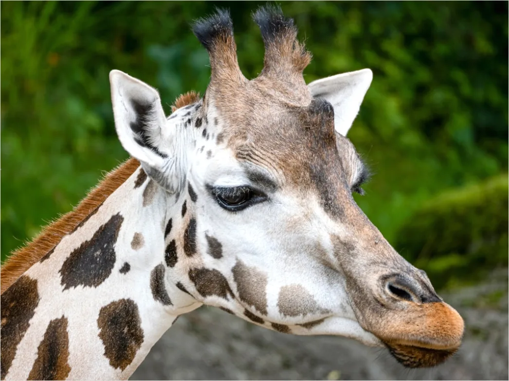 Detail Giraffe Porträt Lange Wimpern Nahaufnahme Number 18