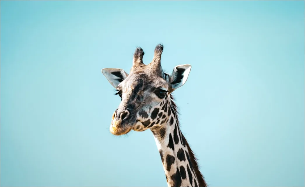 Detail Giraffe Porträt Lange Wimpern Nahaufnahme Number 19