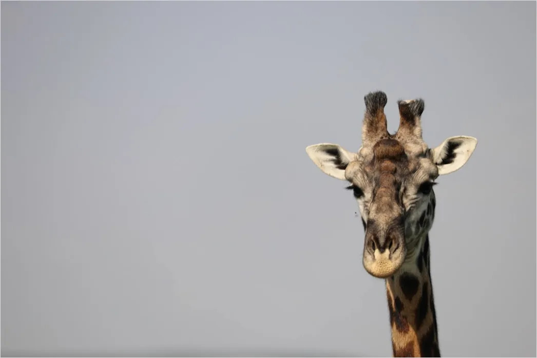 Detail Giraffe Porträt Lange Wimpern Nahaufnahme Number 20