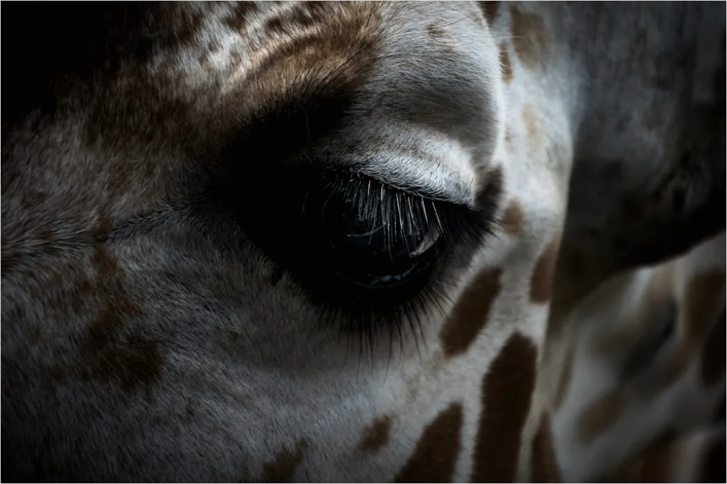 Detail Giraffe Porträt Lange Wimpern Nahaufnahme Number 3
