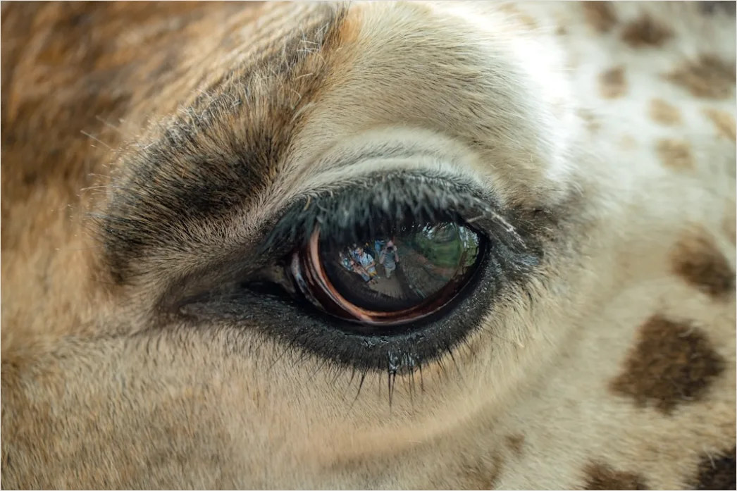 Detail Giraffe Porträt Lange Wimpern Nahaufnahme Number 4