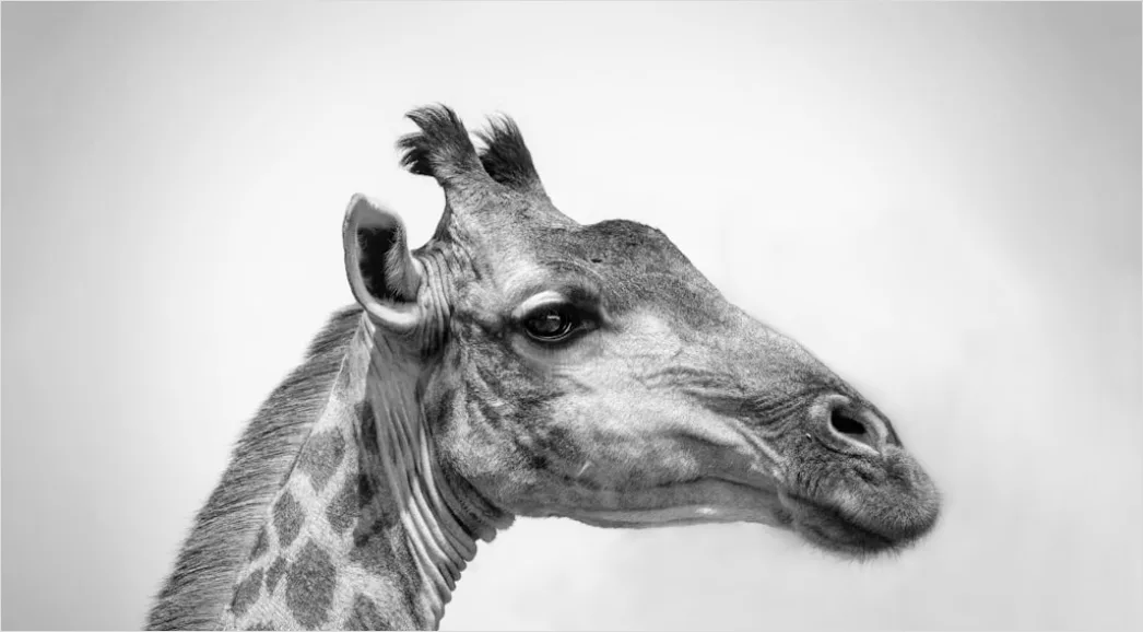 Detail Giraffe Porträt Lange Wimpern Nahaufnahme Number 5