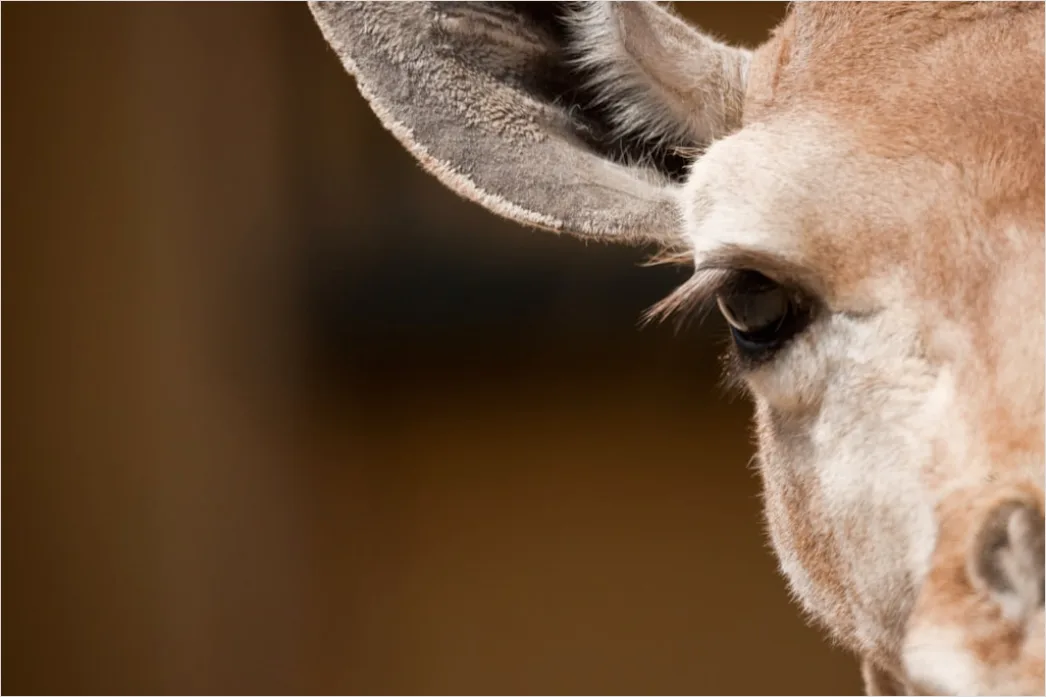 Detail Giraffe Porträt Lange Wimpern Nahaufnahme Number 6