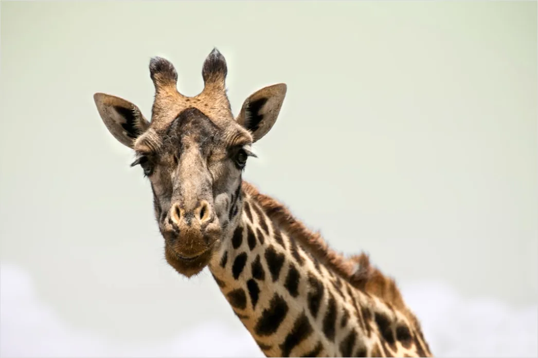 Detail Giraffe Porträt Lange Wimpern Nahaufnahme Number 7