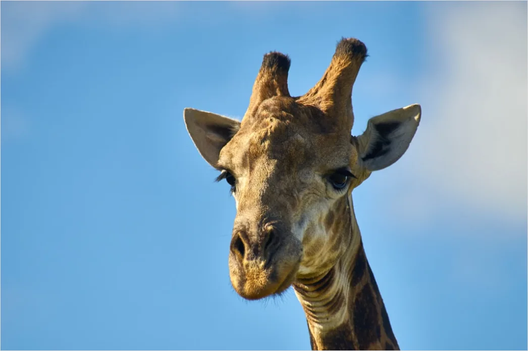 Detail Giraffe Porträt Lange Wimpern Nahaufnahme Number 8