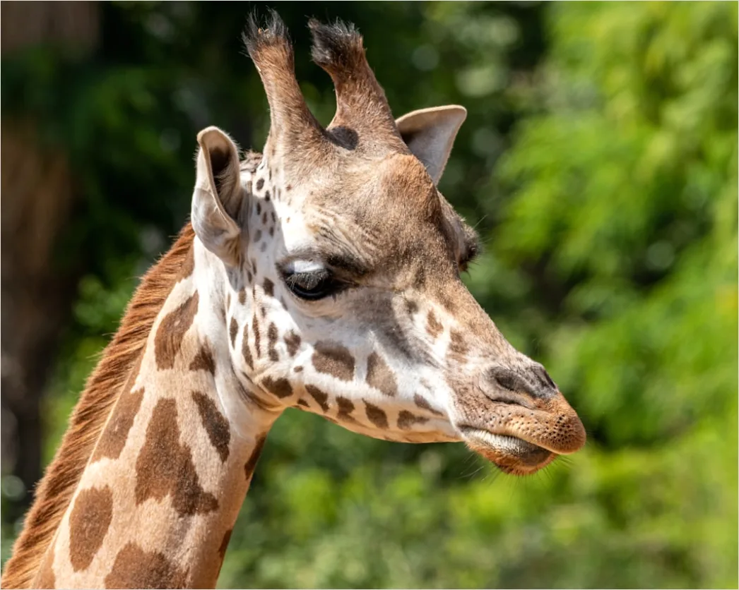 Detail Giraffe Porträt Lange Wimpern Nahaufnahme Number 9