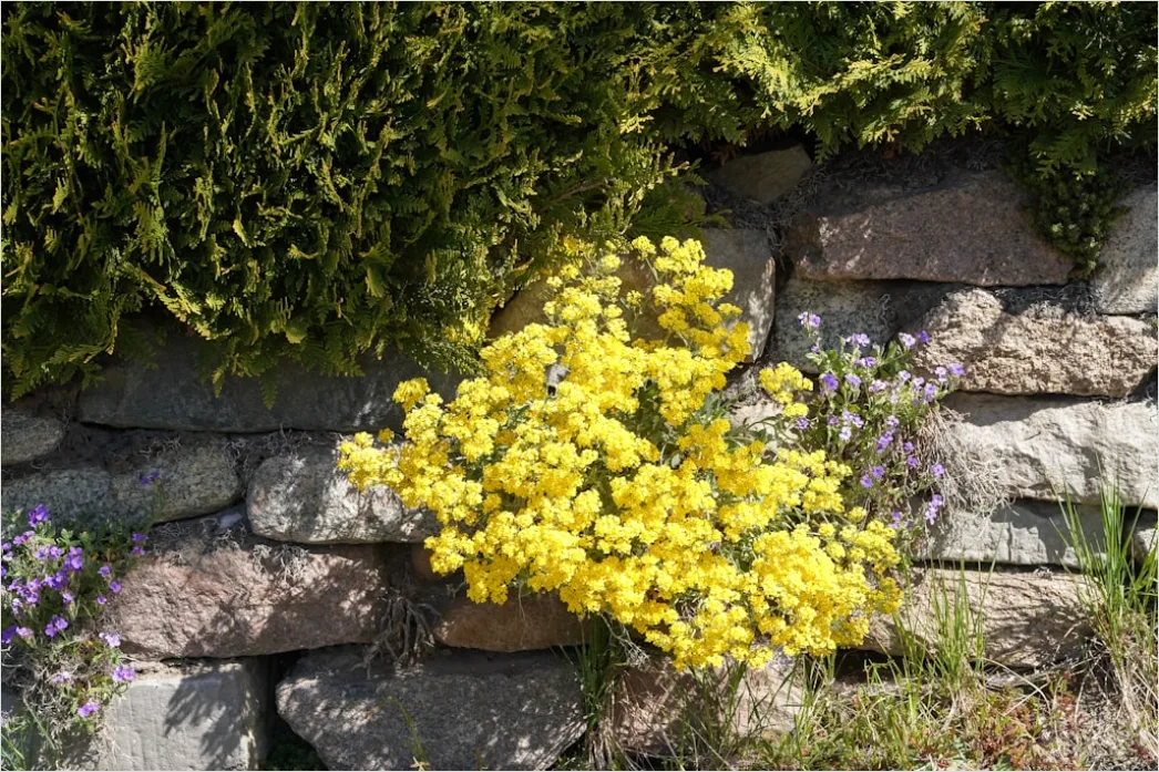 Detail Historisches Stadttor Mit Steinmauer Number 15