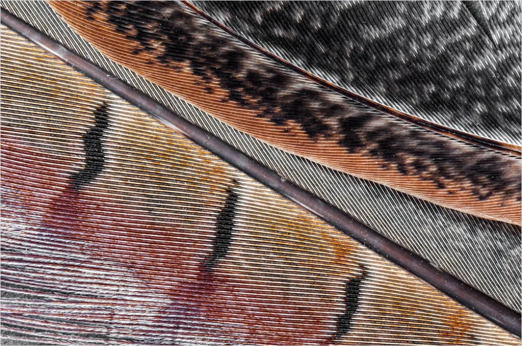 Detail Kalligraphie Feder Und Tinte Nahaufnahme Number 17