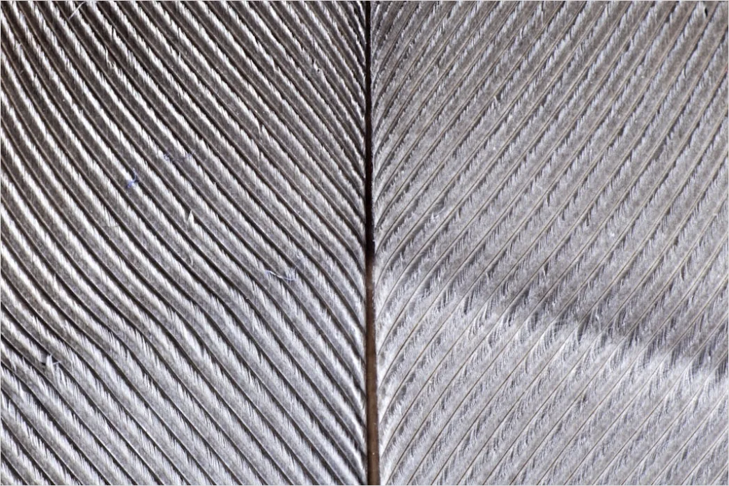 Detail Kalligraphie Feder Und Tinte Nahaufnahme Number 10