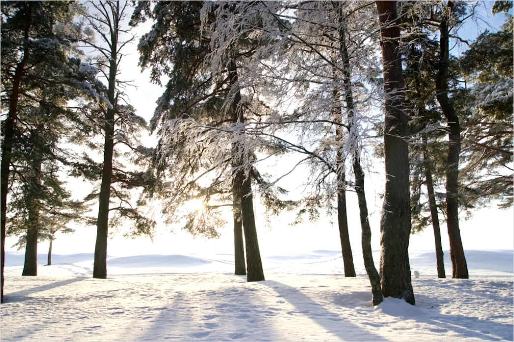 Detail Luchs Im Schnee Waldlandschaft Number 2