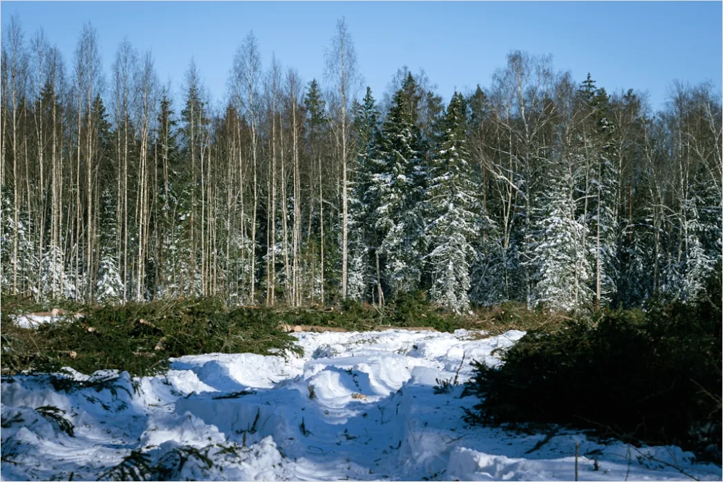 Detail Luchs Im Schnee Waldlandschaft Number 11