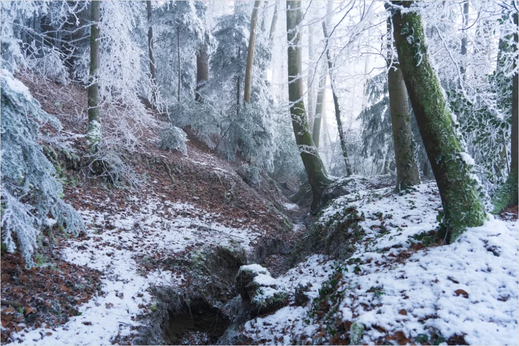Detail Luchs Im Schnee Waldlandschaft Number 12