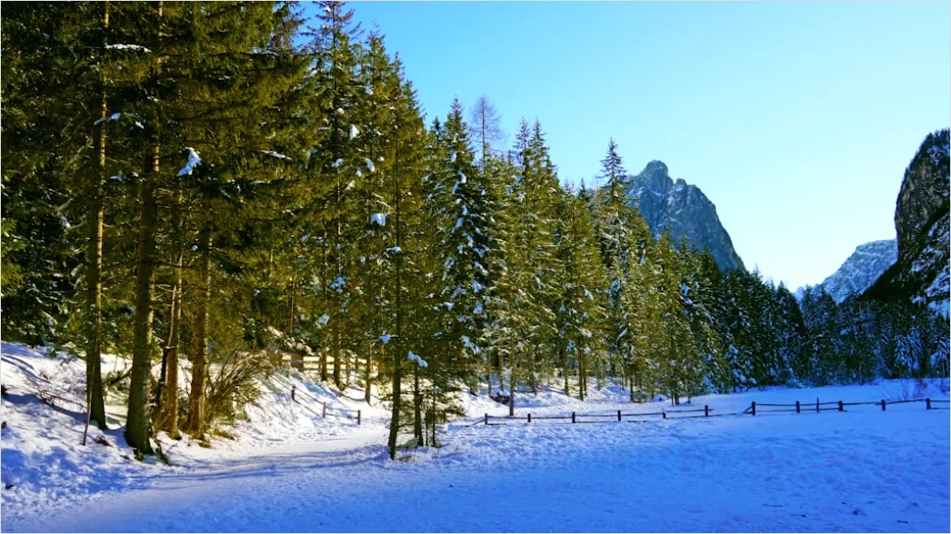 Detail Luchs Im Schnee Waldlandschaft Number 13
