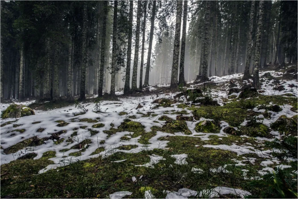 Detail Luchs Im Schnee Waldlandschaft Number 15
