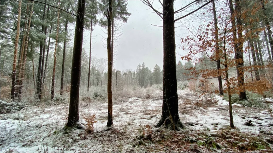 Detail Luchs Im Schnee Waldlandschaft Number 16