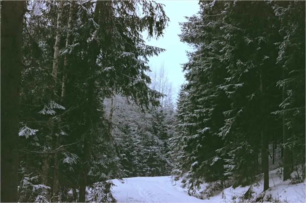 Detail Luchs Im Schnee Waldlandschaft Number 17