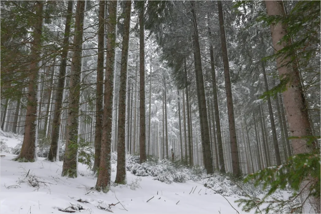 Detail Luchs Im Schnee Waldlandschaft Number 18
