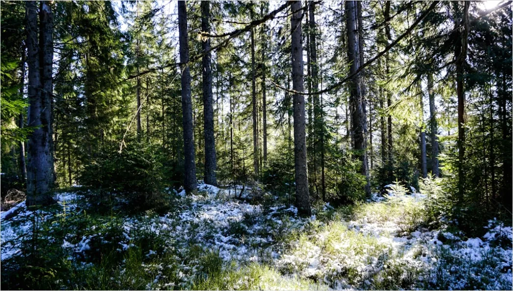 Detail Luchs Im Schnee Waldlandschaft Number 19