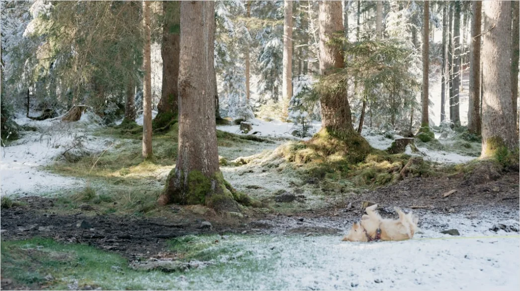 Detail Luchs Im Schnee Waldlandschaft Number 20