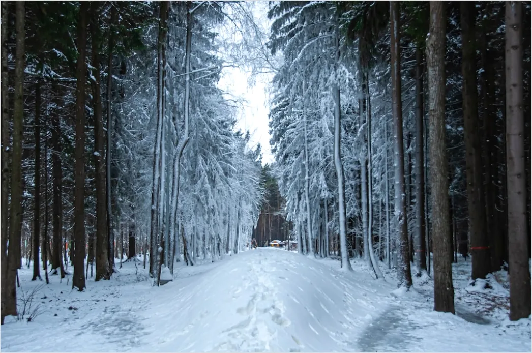 Detail Luchs Im Schnee Waldlandschaft Number 3
