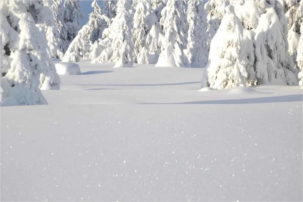 Detail Luchs Im Schnee Waldlandschaft Number 4