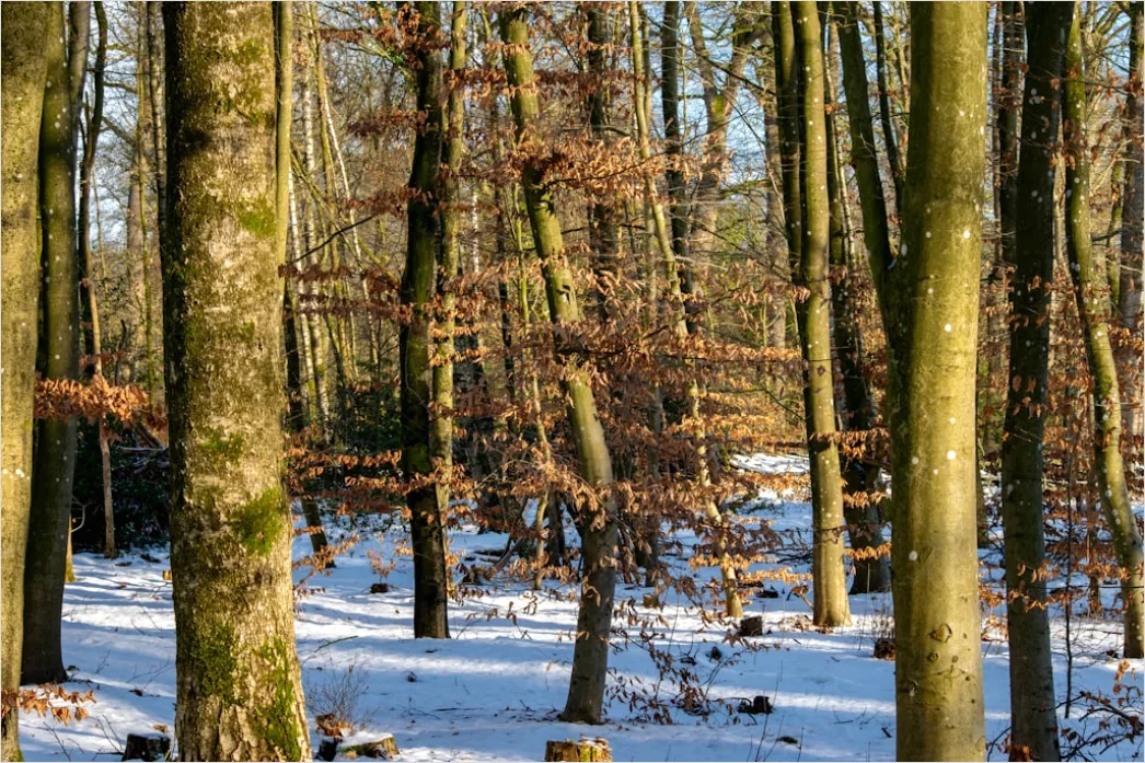 Detail Luchs Im Schnee Waldlandschaft Number 5