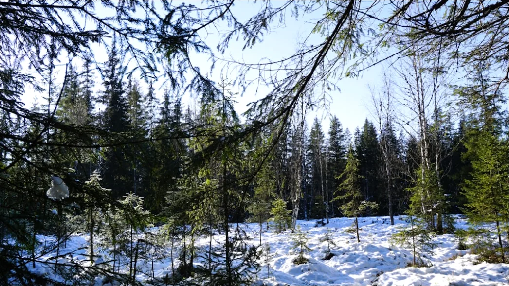 Detail Luchs Im Schnee Waldlandschaft Number 6
