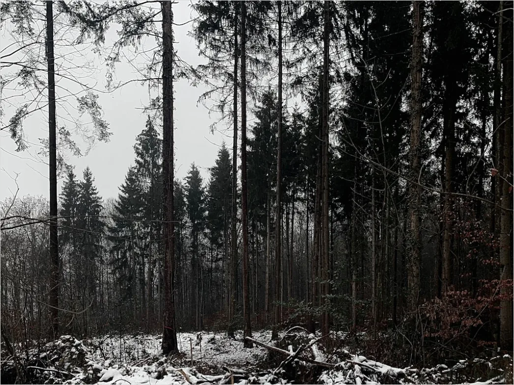 Detail Luchs Im Schnee Waldlandschaft Number 7