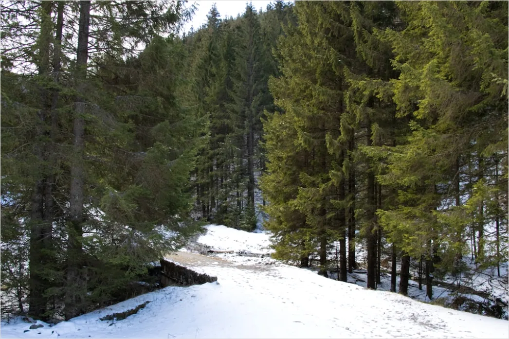 Detail Luchs Im Schnee Waldlandschaft Number 8