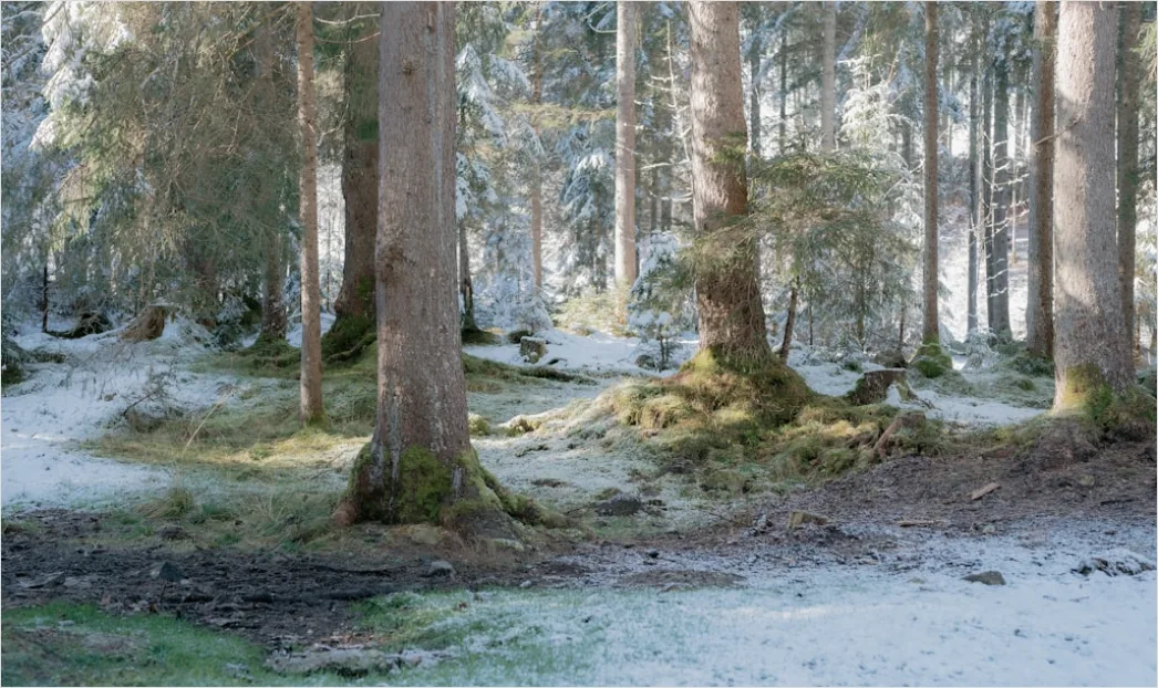 Detail Luchs Im Schnee Waldlandschaft Number 9