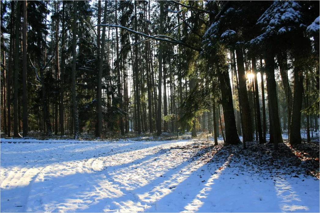 Detail Luchs Im Schnee Waldlandschaft Number 10