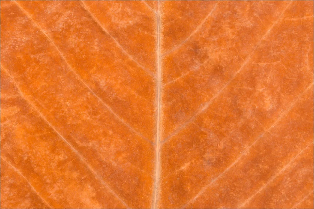 Orang Utan Rotes Fell Textur Nah 60f3