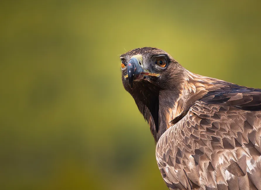 Detail Steinadler Porträt Scharfer Blick Number 11