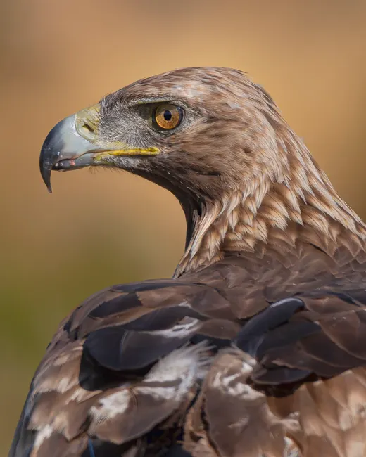 Detail Steinadler Porträt Scharfer Blick Number 12