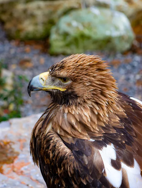 Detail Steinadler Porträt Scharfer Blick Number 13
