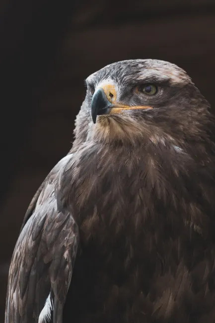 Detail Steinadler Porträt Scharfer Blick Number 14