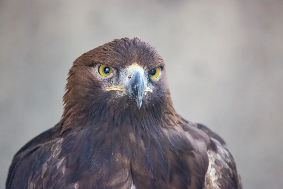 Detail Steinadler Porträt Scharfer Blick Number 15