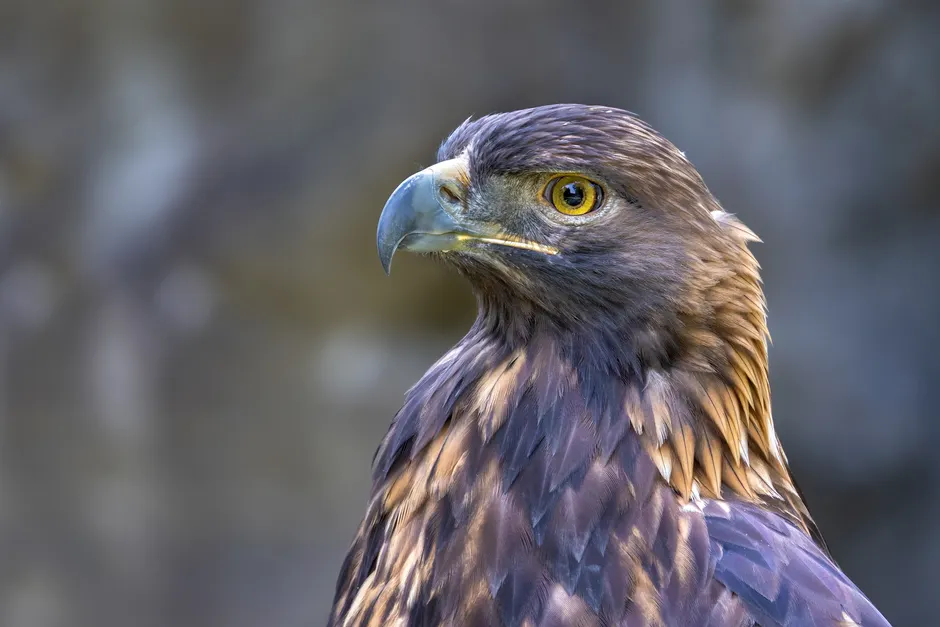 Detail Steinadler Porträt Scharfer Blick Number 16