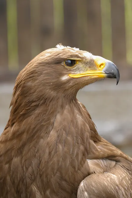 Detail Steinadler Porträt Scharfer Blick Number 17