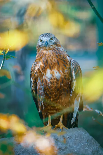 Detail Steinadler Porträt Scharfer Blick Number 18