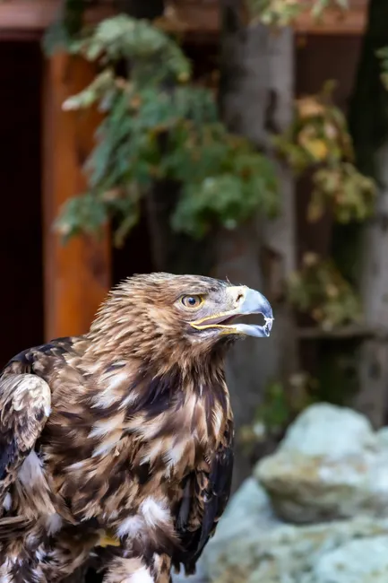 Detail Steinadler Porträt Scharfer Blick Number 19