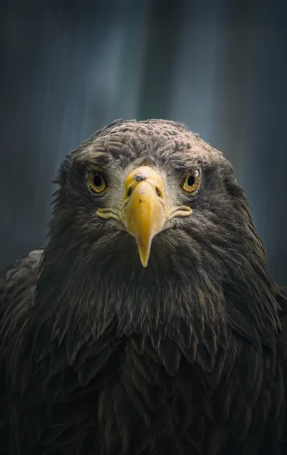 Detail Steinadler Porträt Scharfer Blick Number 20
