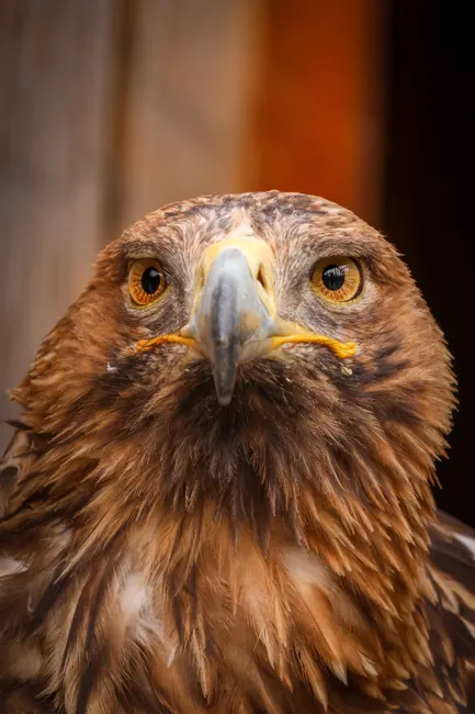Detail Steinadler Porträt Scharfer Blick Number 3